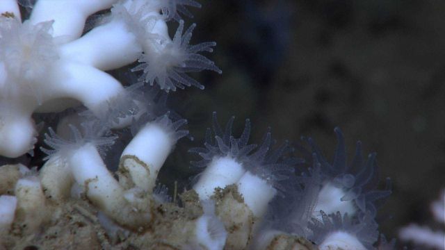 Closeup of lophelia pertusa coral polyps Picture