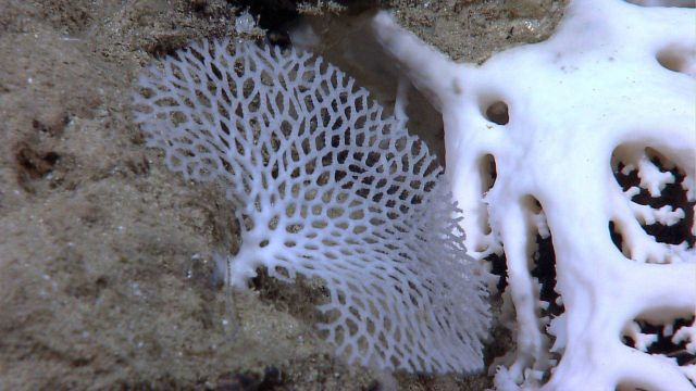 A beautiful small lace coral next to a larger white stony coral. Picture