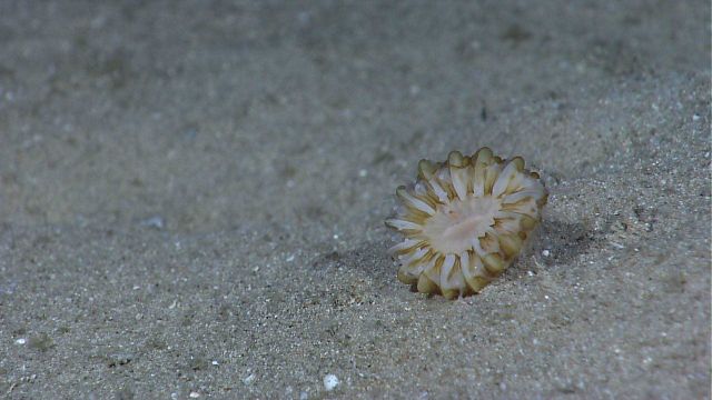 A solitary cup coral on a sandy bottom Picture