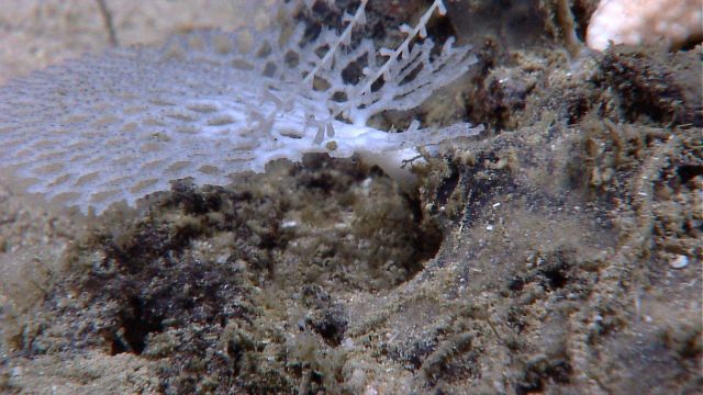 A lace coral Picture