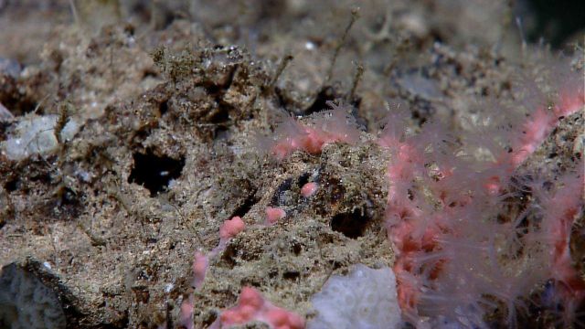 Appears to be an odd form of bubble gum coral (Paragorgia sp.) growing on the surface as opposed to in tree form Picture