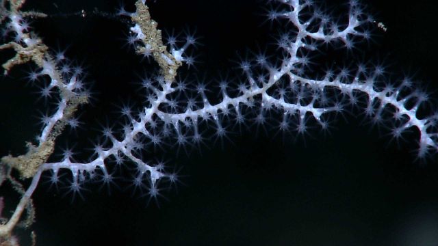 A delicate white octocoral with polyps extended. Picture