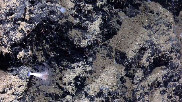 A large solitary cup coral with polyps extended. Picture