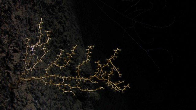 Paramuricid coral with small brittle star. Picture
