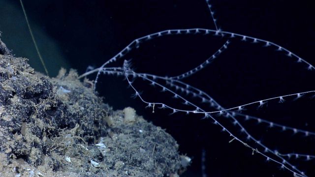 Bamboo coral with polyps extended numerous triangular pteropod shells are seen on the rock outcrop. Picture
