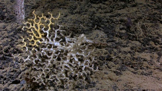 Lophelia pertusa coral bush Picture