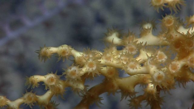 Lophelia pertusa with polyps extended and small white octocoral in background on vertical rock face. Picture