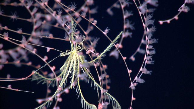 A yellow feather star (crinoid) in an Iridogorgia sp Picture