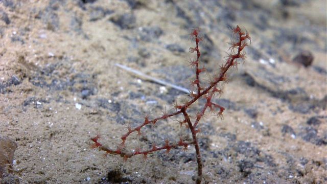 A small red octocoral with polyps extended. Picture
