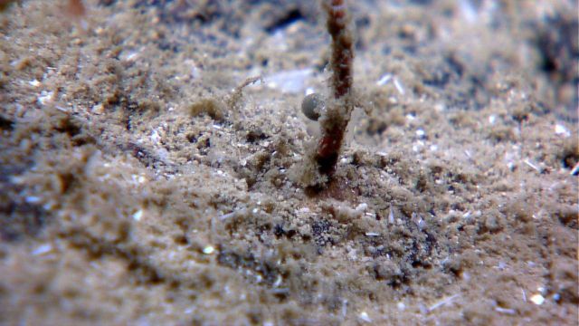 Base of a small red octocoral on coarse sand and shell substrate. Picture