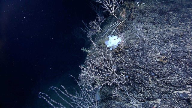 Bamboo corals and a large white stalked sponge Picture