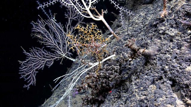 Yellow paramuricid coral with associated brittle star and large bamboo corals. Picture