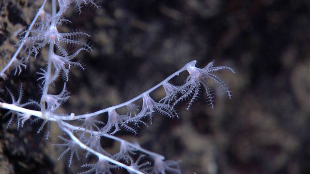 Closeup of polyps at tip of branches of a bamboo coral. Picture