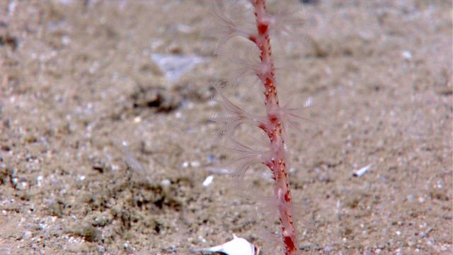 A small red mottled pen coral with polyps extended Picture
