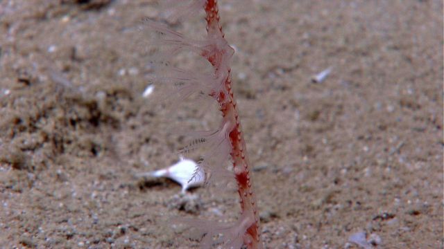 A small red mottled pen coral with polyps extended Picture