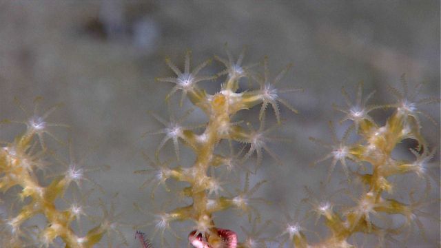 Paramuricid coral showing polyps which identify this type of coral as an octocoral. Picture