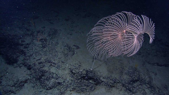Iridogorgia sp Picture