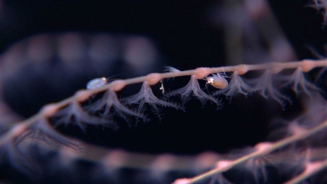 Amphipod crawling on branch of iridogorgia coral. Picture