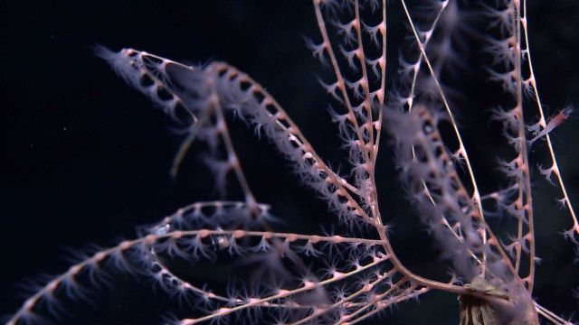 A red-headed shrimp in the branches of an iridogorgia coral. Picture
