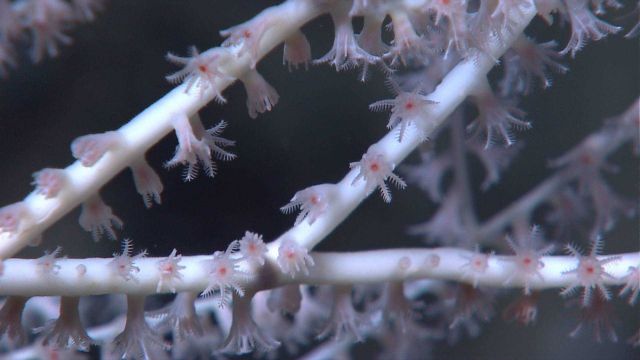 Beautiful little white and red polyps on branches of an octocoral bush. Picture