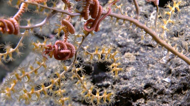 Paramuricid coral with brittle stars showing polyps which identify this type of coral as an octocoral. Picture