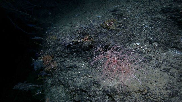 Iridogorgia sp Picture