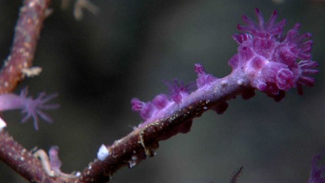 Purple coral? Zooanthids? Picture