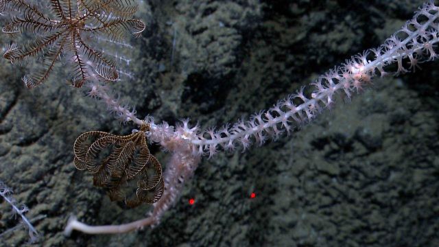 Octocoral whip coral with blackish yellow crinoids using as habitat. Picture