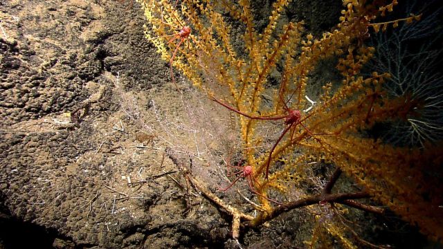 Yellow paramuricid coral bush with three large squat lobsters. Picture
