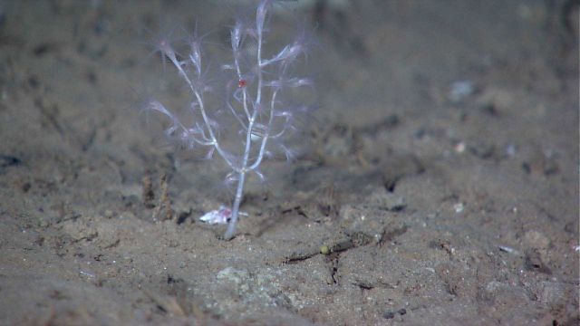 A small delicate bamboo coral (based on banding on stalk) with extended polyps Picture