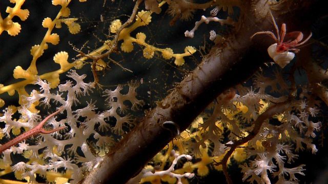 Yellow, white, and large branche sof various corals Picture