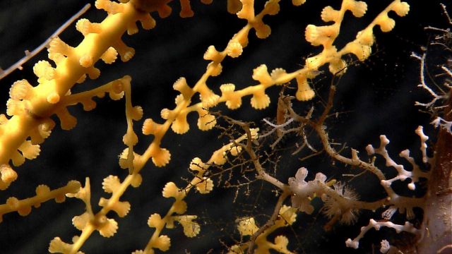 A yellow coral with polyps retracted. Picture