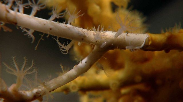 Tiny white zoanthids colonizing a coral bush. Picture