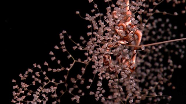 A metallogorgia poodle coral with an associated brittle star. Picture