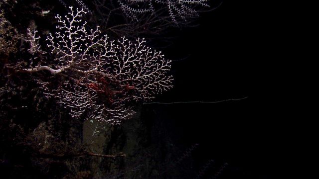 A light pink coral bush with intertwined large brittle star Picture