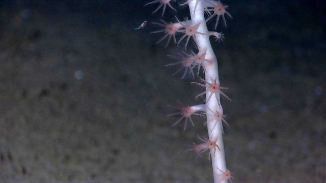 Closeup of polyps and red mouth of bamboo whip coral Picture