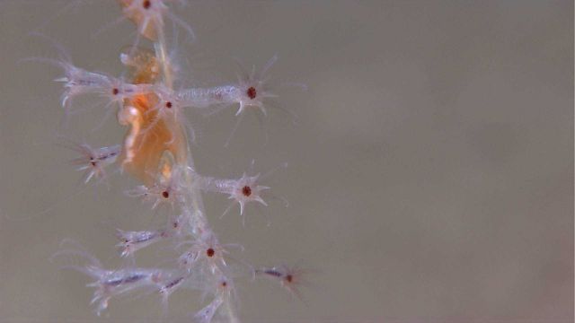 Pen coral polyps with purpled mouth Picture