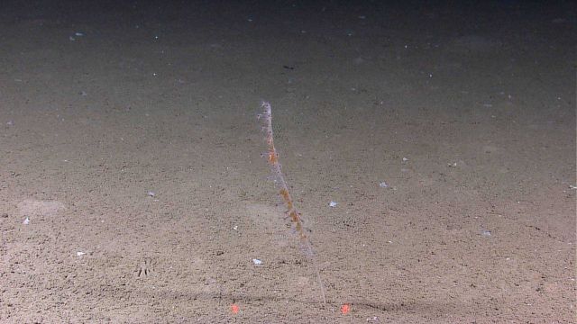 Pen coral with orange material on a sandy bottom Picture