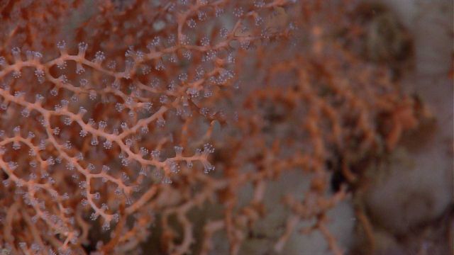 Beautiful peach-colored octoral with delicate white polyps. Picture