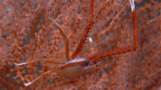 A squat lobster in the branches of a beautiful peach-colored octocoral with delicate white polyps. Picture