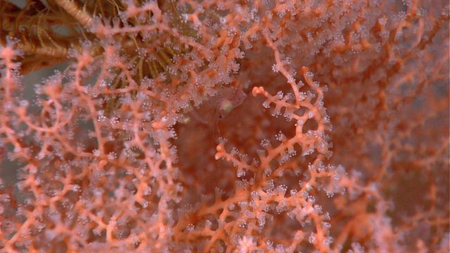 A shrimp can be seen in the middle of this image Picture
