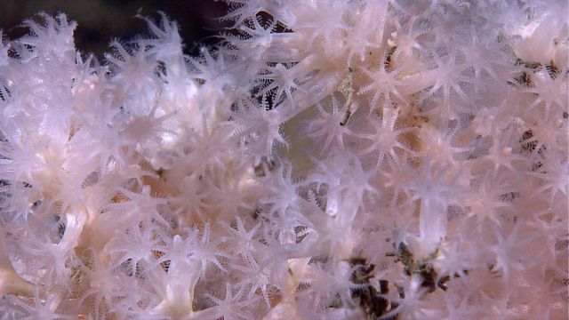 Beautiful white octocoral bush. Picture