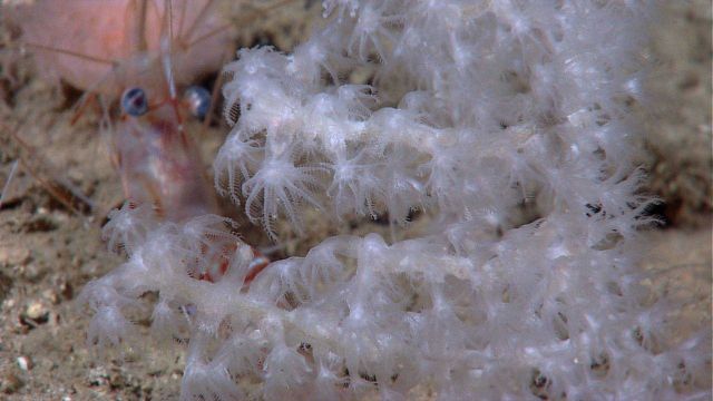 A white octocoral with a large red and white shrimp with blue appearing eyes. Picture