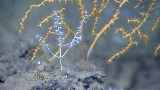 Small white octocoral in front of a yellow paramuricid coral. Picture