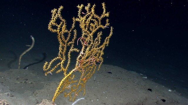 A Paramuricid coral bush with associated brittlestar Picture