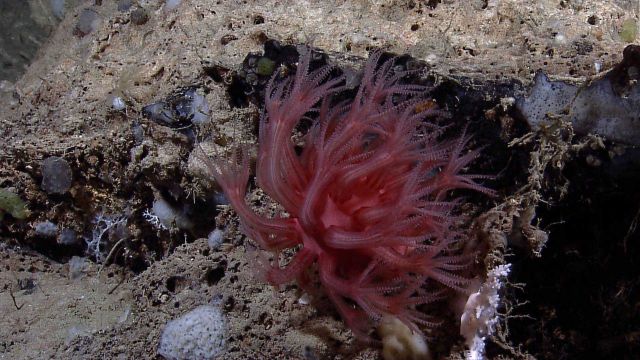 Red anthomastus coral with polyps out Picture