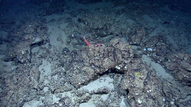 Deep sea coral Picture