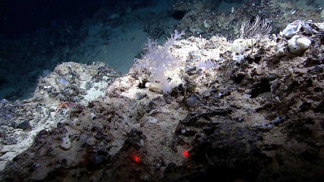 A white alcyonacean coral and numerous small sponges on a rock outcrop. Picture