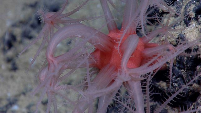 Anthomastus coral with red 