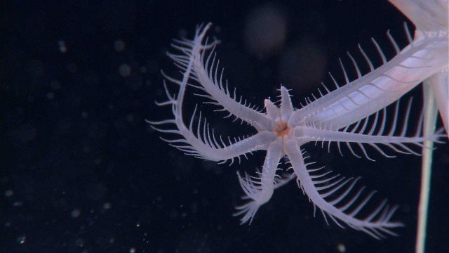 Deep sea coral Picture